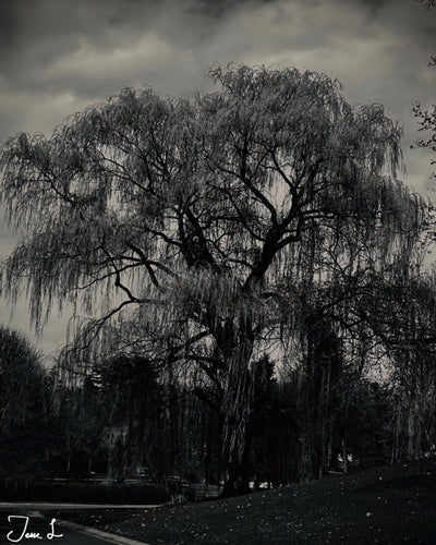 A Willow Tree’s Story
