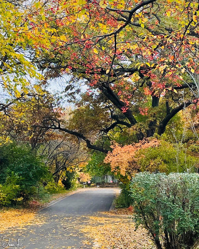 My Autumn Path